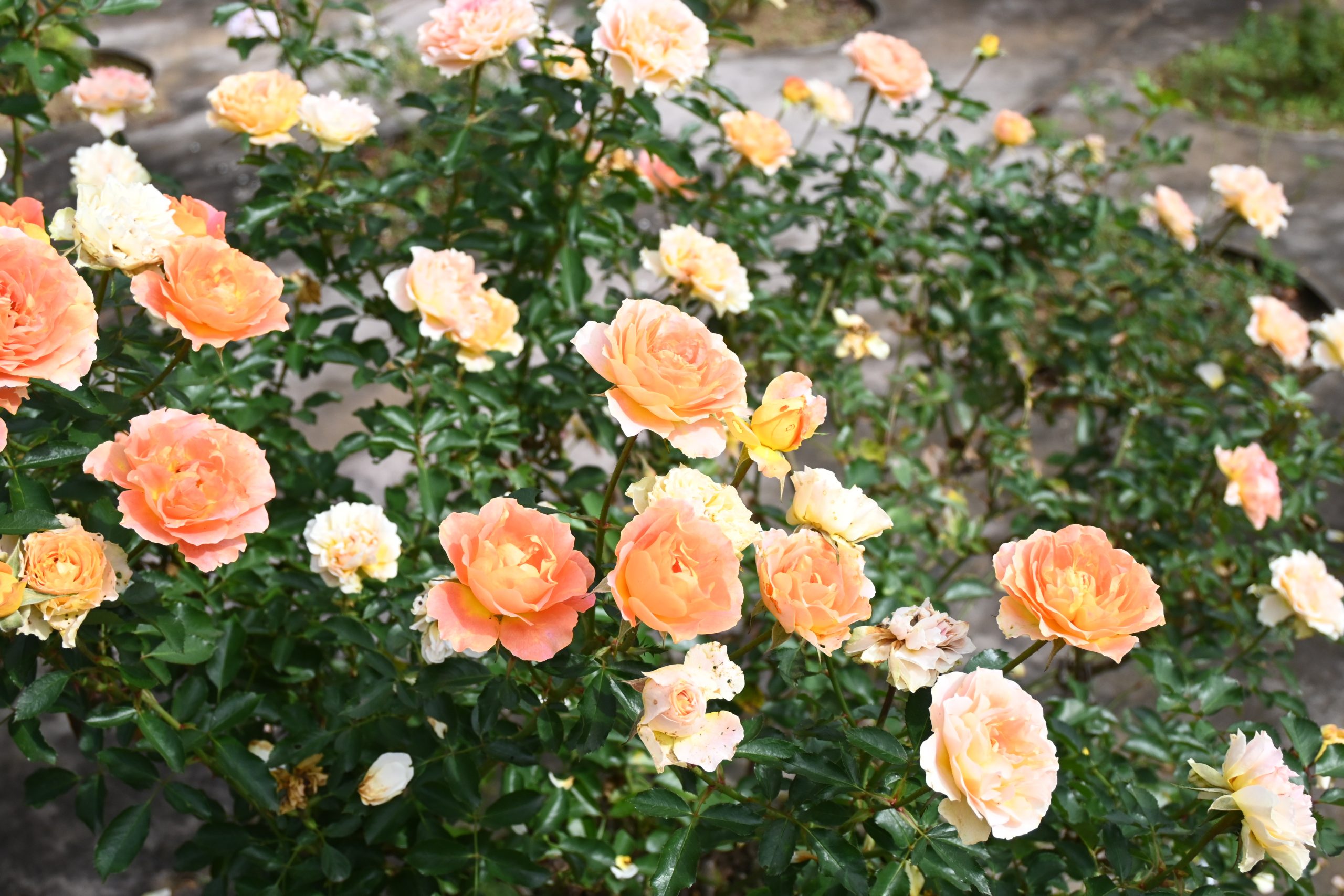 選挙とお散歩・2410