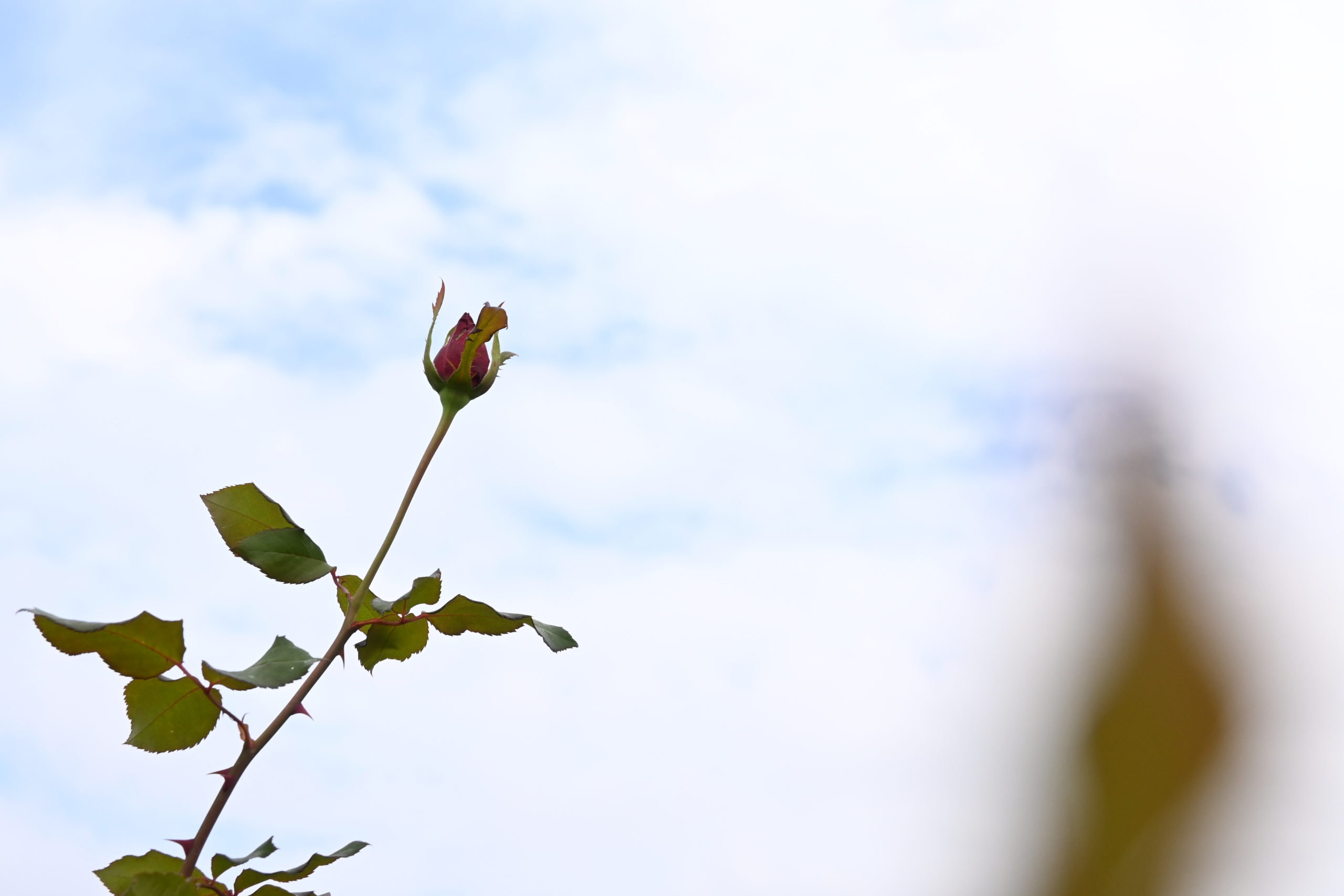 「あなた」が生きていてくれること
